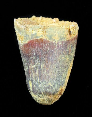 Cretaceous Fossil Crocodile Tooth - Morocco #50251